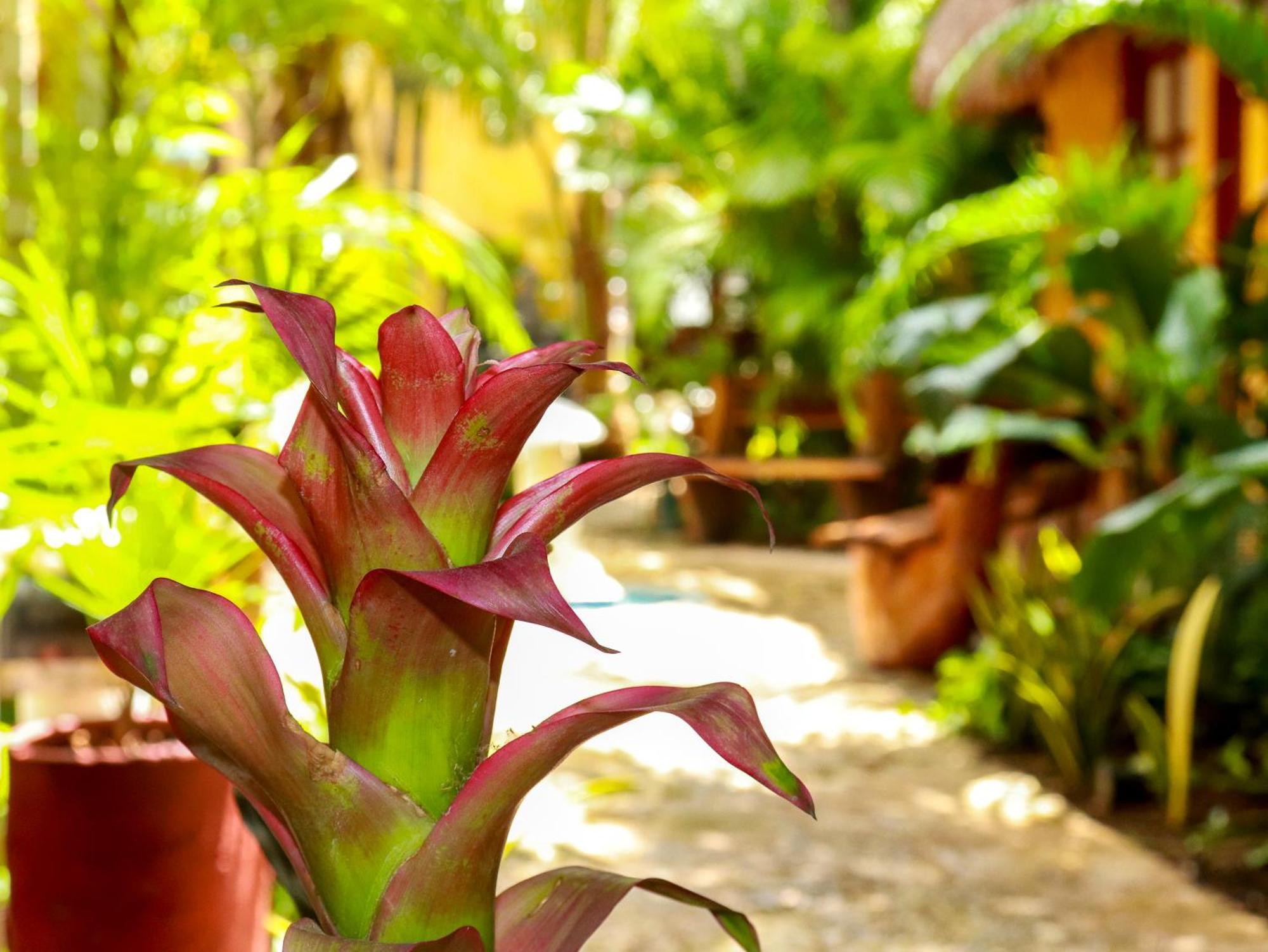 Hotel Bosque Caribe, 5Th Av. Zone Playa del Carmen Exterior foto